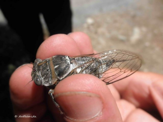 Cicada, ma qualle?
